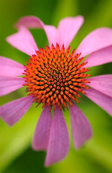 Purple Coneflower Prairie Garden Trust