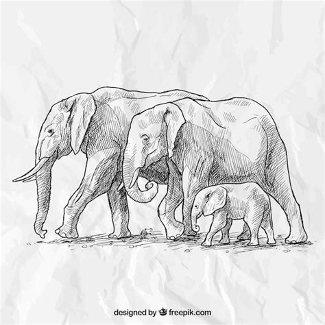 Elephant Family Drawing Easy