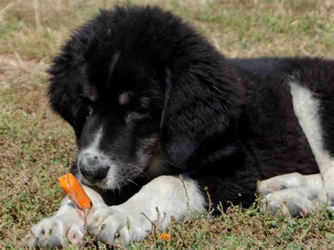 Las Zanahorias Son Malas Para Tu Perro