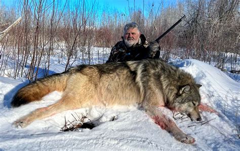 Canadian Wolf Size