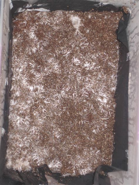 Pins And Shrooms Porn GT Enjoy HD Mushroom Cultivation Shroomery Message Board