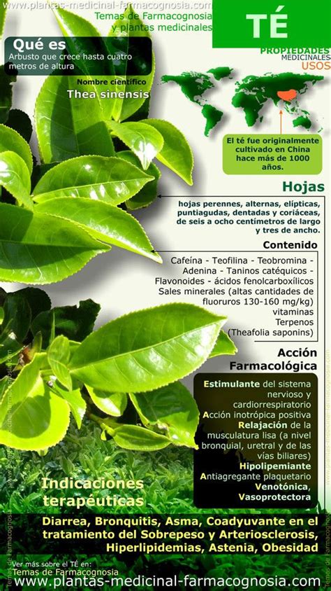 Hoja De Coca Y Sus Propiedades Arcon