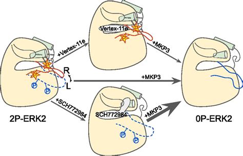 Activation Loop Dynamics Are Controlled By Conformation Selective