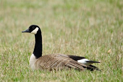 canada goose
