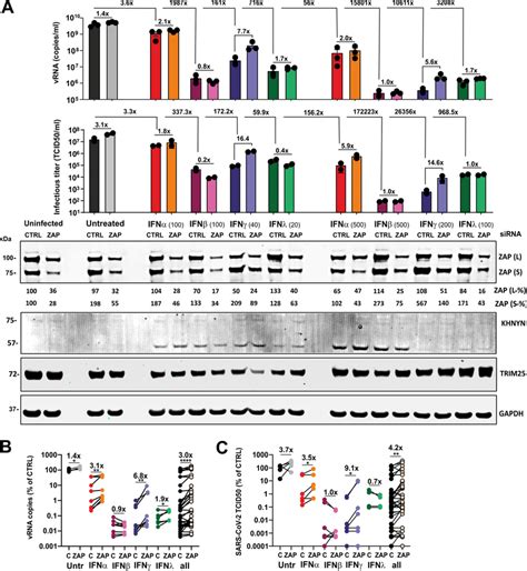 Role Of Zap In Restricting Sars Cov 2 Production A Sars Cov 2 Rna