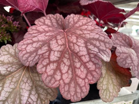 Heuchera Micrantha Peach Flambe I Cmt Purpurgl Ckchen Stauden