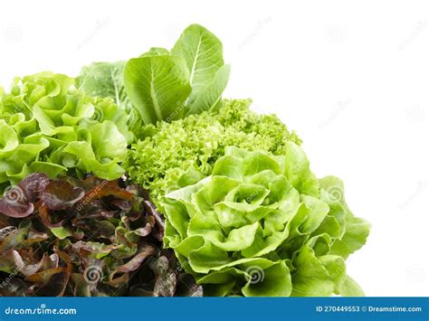 The Group Of Hydroponic Vegetables Isolated On White Background Green