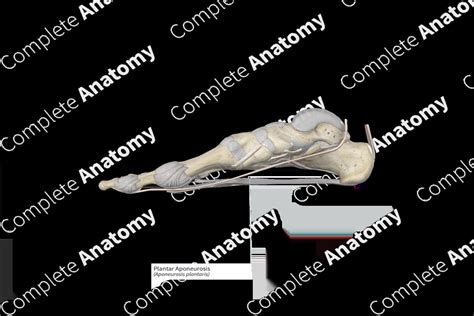 Plantar Aponeurosis | Complete Anatomy