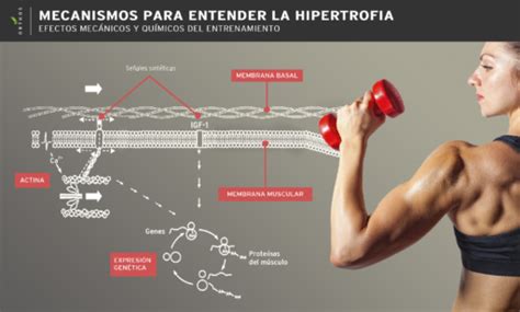 El Mecanismo Del Crecimiento Muscular Una Guía Detallada