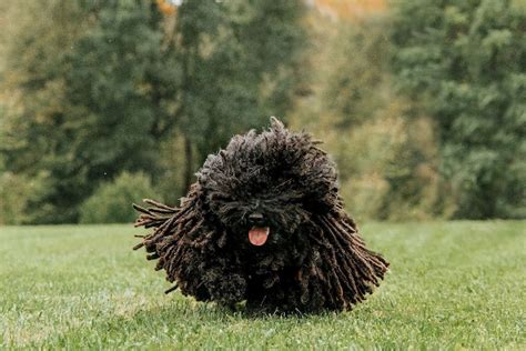 Guinness The Puli Represents Therapy Dogs At National Dog Show