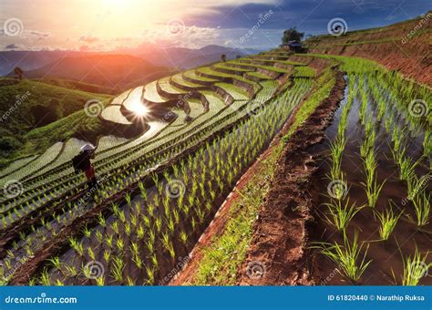 Rice Fields On Terraced At Chiang Mai Thailand Stock Photo Image Of