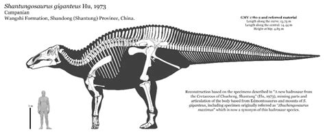 Shantungosaurus Skeleton: Accurate Prehistoric Reconstruction