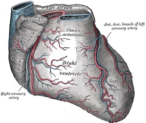 Right Marginal Branch Of Right Coronary Artery Wikipedia