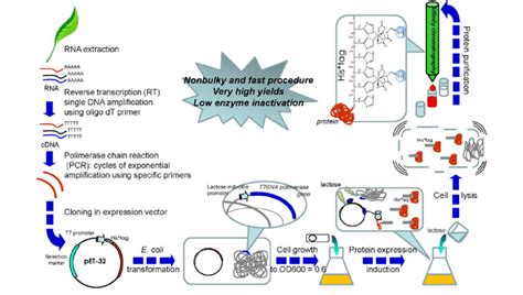 Steps For Synthesis Of The Recombinant Proteins In E Coli The Cdna