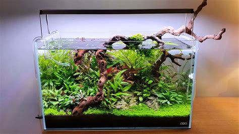 Beautiful Planted Aquarium Purchase Sale | www.rosmaninhoazevedo.com