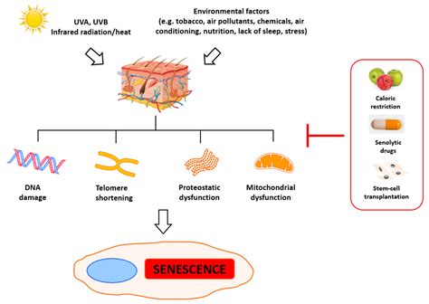 IJMS Free Full Text Potential Of Naturally Derived Compounds In