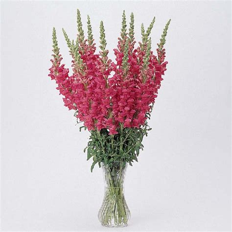 Antirrhinum Majus Potomac Cherry Rose Muller Seeds