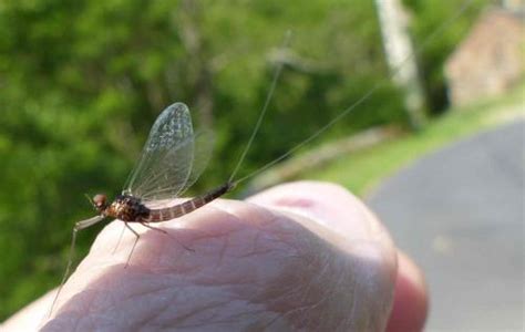 Baetis Melanonyx Galerie Insecte Org