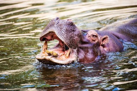 Hippopotames Dans Le Lac Naivasha Au Kenya Afrique Photo Stock Image