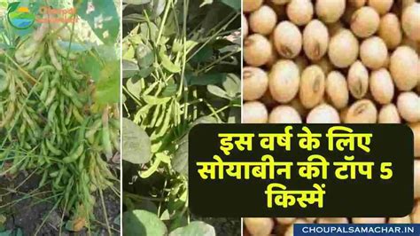 Best 5 Soybean Varieties 2024 इस वर्ष के लिए सोयाबीन की टॉप 5 किस्में अच्छे मानसून में देगी