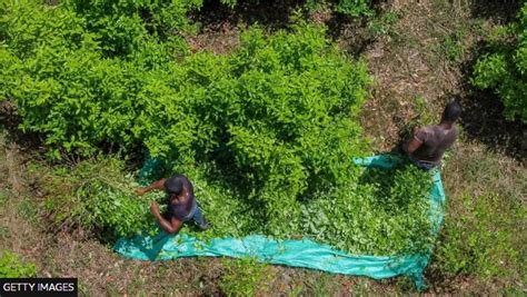 Colombia cocaine: Coca cultivation reaches record high - MyJoyOnline