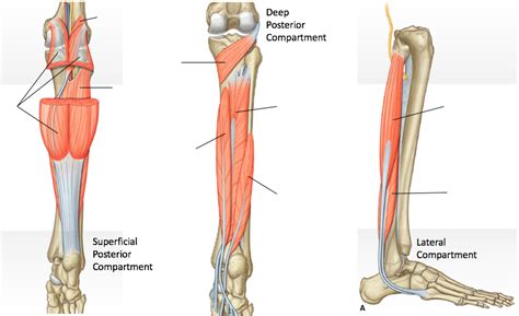 Posterior Lateral Leg Muscles Diagram Quizlet