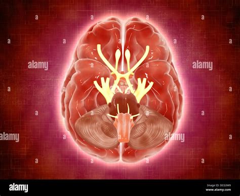 Conceptual Image Of Cranial Nerves In Human Brain Stock Photo Alamy