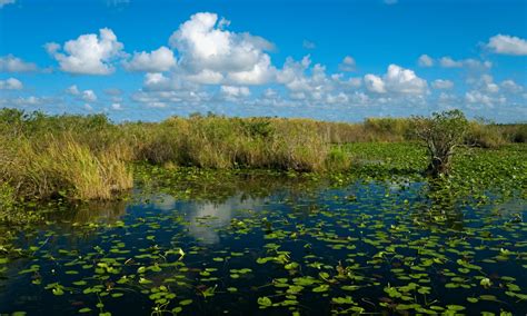 11 Surprising Everglades National Park Facts Facts Trivia