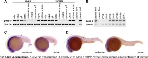 Figure From Pregnancy Associated Plasma Protein A Papp A Modulates