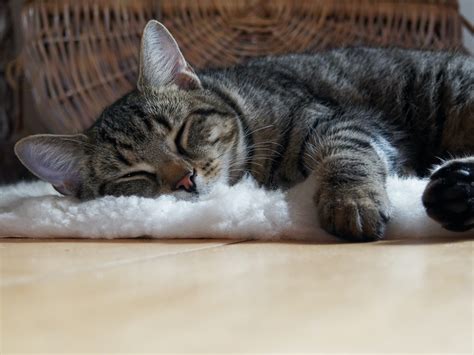 Comment Améliorer Le Sommeil De Son Chat