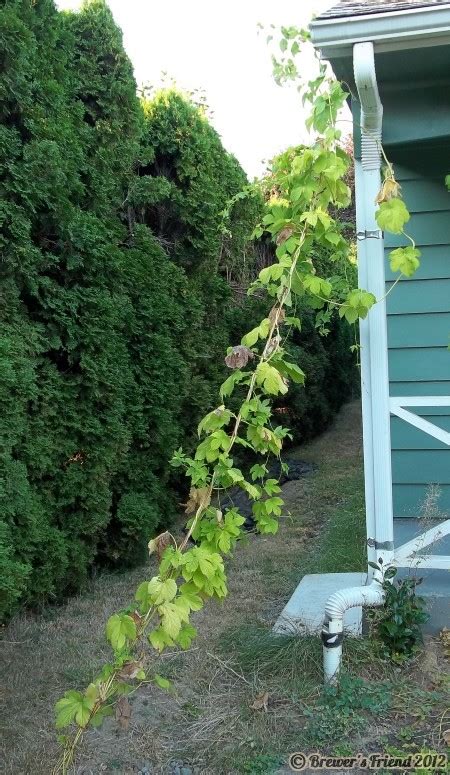 Hops Harvest Update - Brewer's Friend