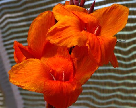 Canna Indica Tropicana Gardensonline