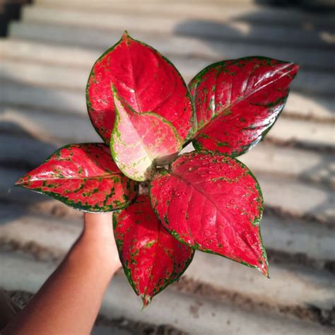 Jual Aglonema Red Katrina Aglaonema Merah Tanaman Hias Red Anjamani