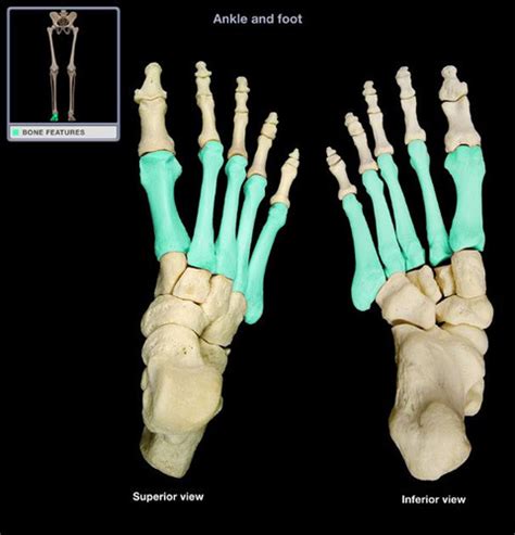 Lower Limb Anatomy Quiz Flashcards Quizlet