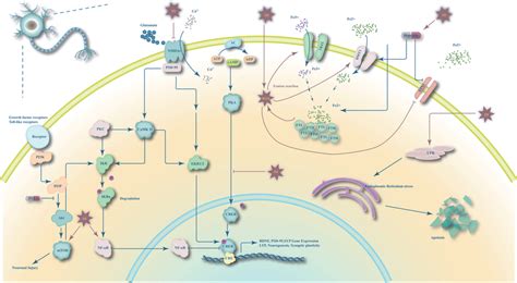 Mechanism of IH induced neuron damage IH induces mTOR and NF κB By