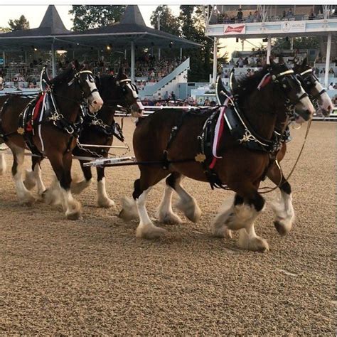 omgosh! where's the puppy?!!! #budweiserclydesdales #devon1896 #devonhorseshow # ...