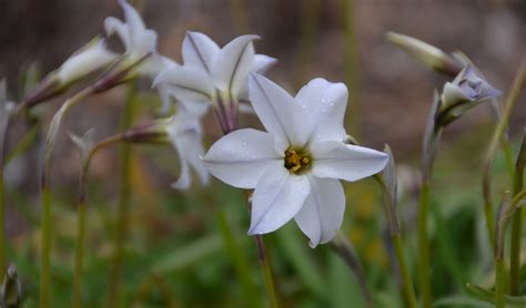 Bright White Flowers Triteleia Uniflora Amaryllidaceae Flickr