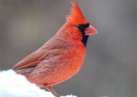 Male cardinal by Karthik Nagaraj / 500px