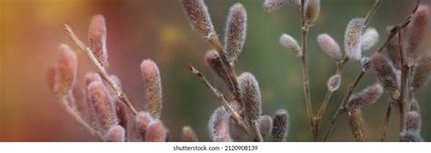 Pussy Willow Catkins Images Stock Photos Vectors Shutterstock