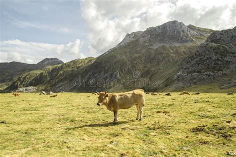 Cattle grazing stock photo. Image of farm, summer, liberation - 190063990