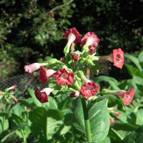 Russian Red Tobacco (Nicotiana tabacum) | Terre promise