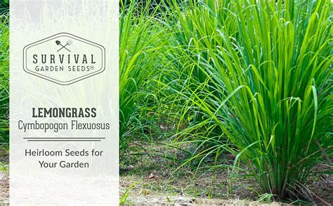 Survival Garden Seeds Lemongrass Seed For Planting 2 Packs With Instructions To