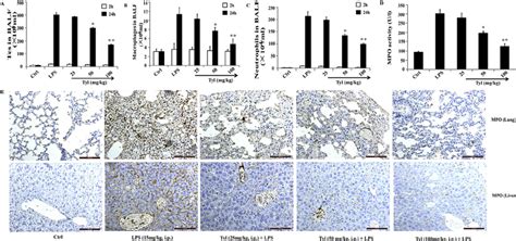 Tylvalosin Suppresses Lps Induced Inflammatory Cells Recruitment And