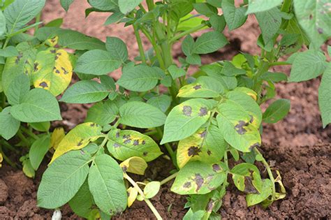 Be on the lookout for Early Blight! - PEI Potato Agronomy