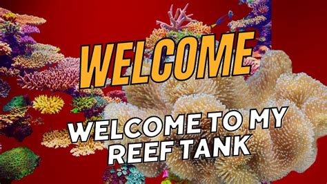 Innovative Marine Gallon Lagoon Reef Tank Youtube