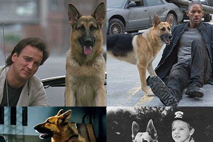 What Breed of Dog Actor Guarantees the Best Movie? A Vulture Investigation - Slideshow - Vulture