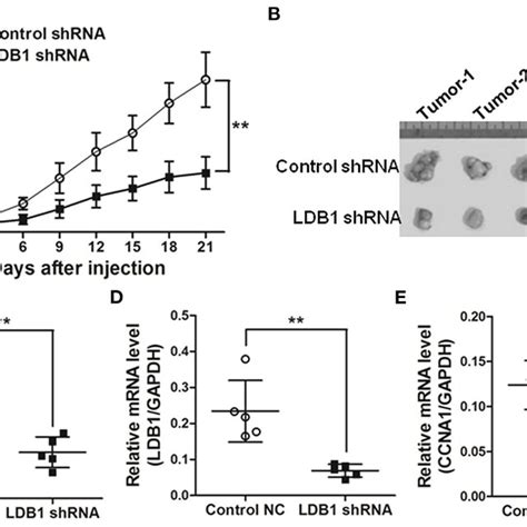 Knockdown Of Ldb Inhibits Tumor Growth In Nude Mice A The Tumor