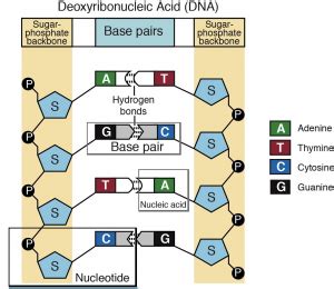 Nucleotides And Bases Genetics Generationgenetics Generation Dna