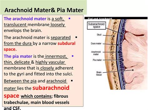 Meninges Ppt