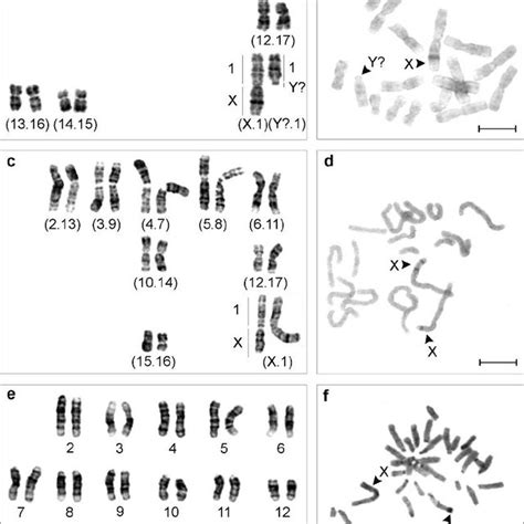 A G Banded Karyotype And B C Banded Metaphase Of A Male M